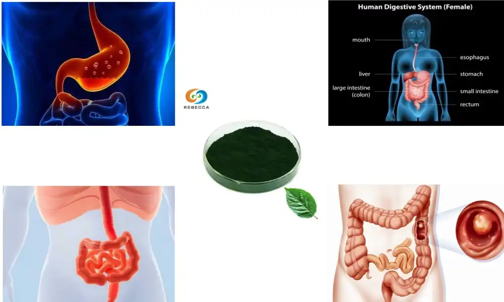 Does chlorophyll clean your gut? Does chlorophyll clean your gut?